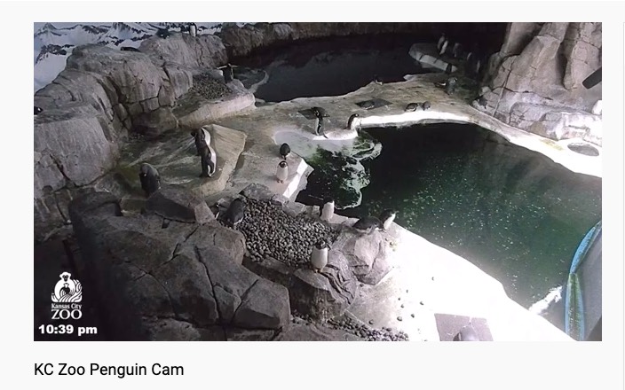 Kansas City Zoo livestream of penguins during coronavirus